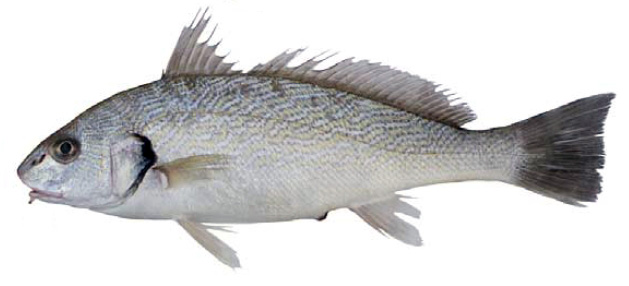 Umbrina cirrosa_03.jpg